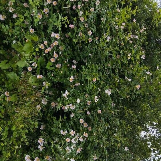 Rosa roxburghii फूल