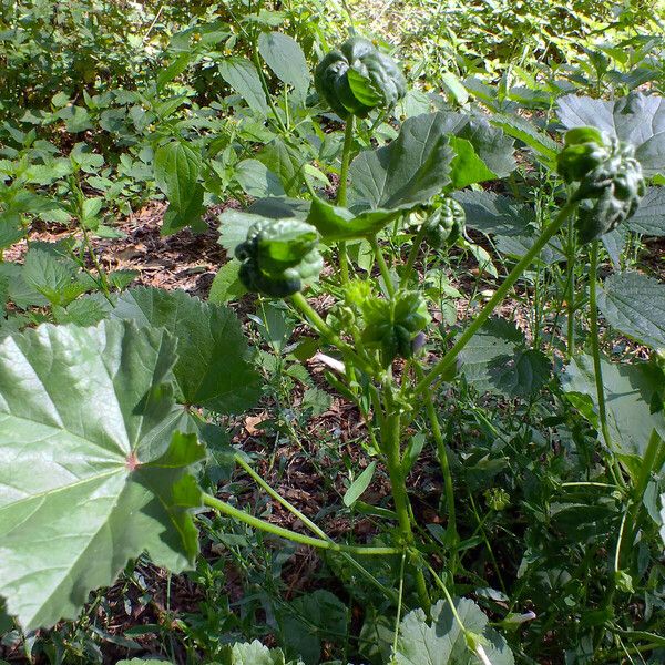 Malva verticillata Leaf