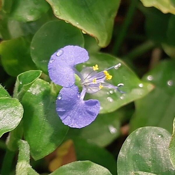 Commelina benghalensis Cvet