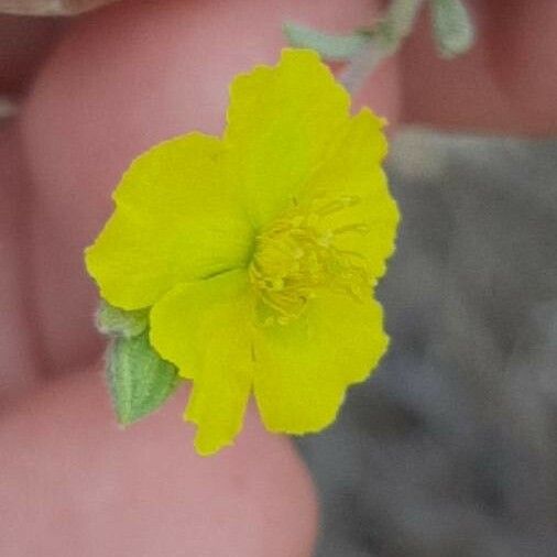 Helianthemum stipulatum Bloem