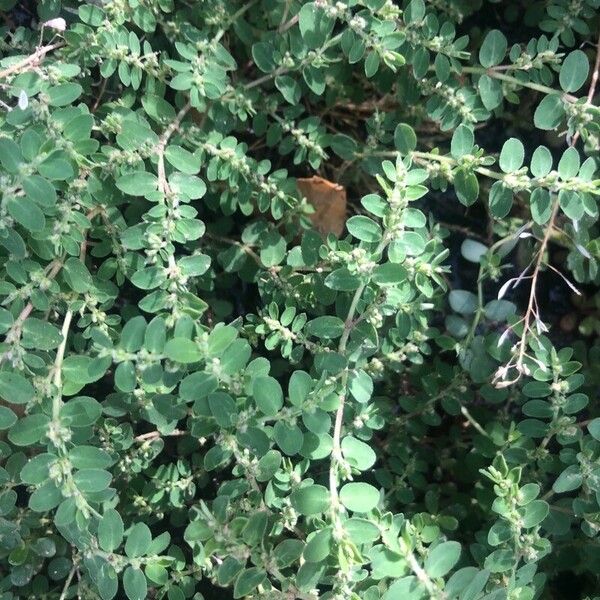 Euphorbia prostrata Blatt