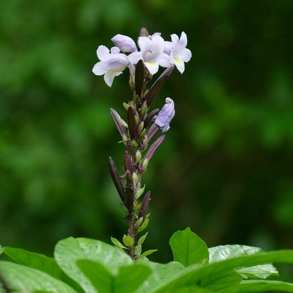 Phlogacanthus turgidus Flower