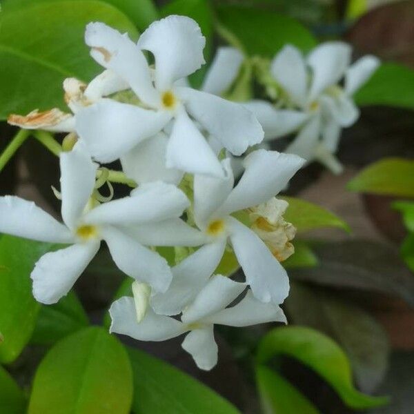 Trachelospermum jasminoides Bloem