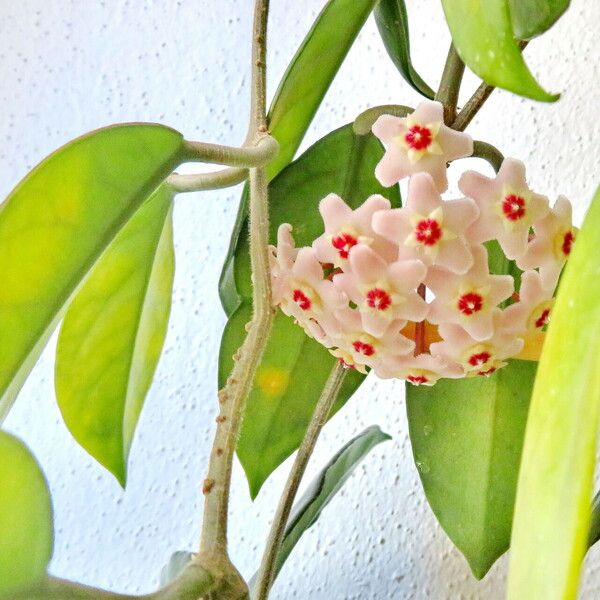 Hoya carnosa Plante entière