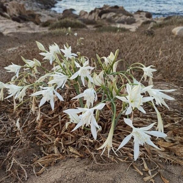 Pancratium maritimum Floro