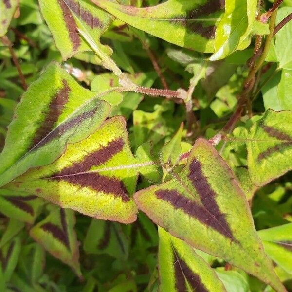 Persicaria chinensis Leaf