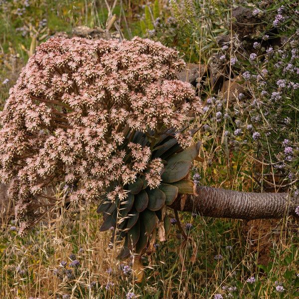 Aeonium appendiculatum Flor