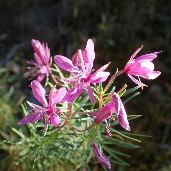 Epilobium dodonaei Flower