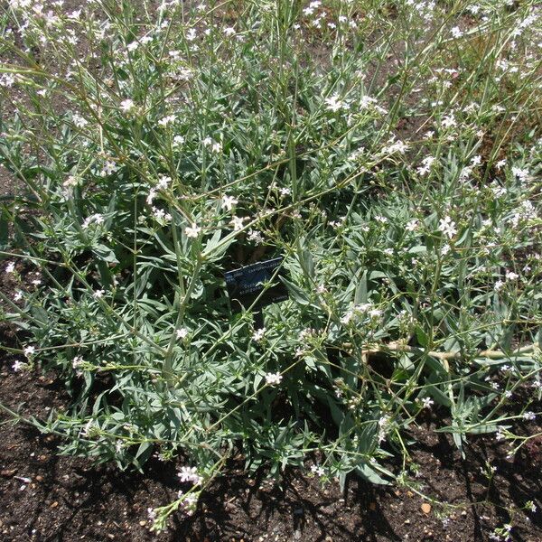 Gypsophila scorzonerifolia Habitus