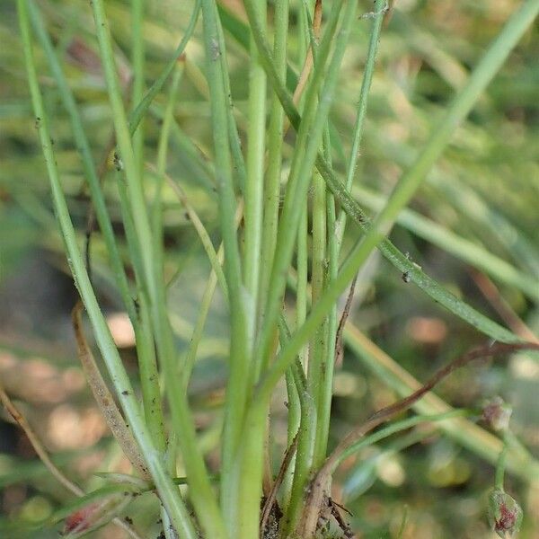 Juncus bufonius Φλοιός