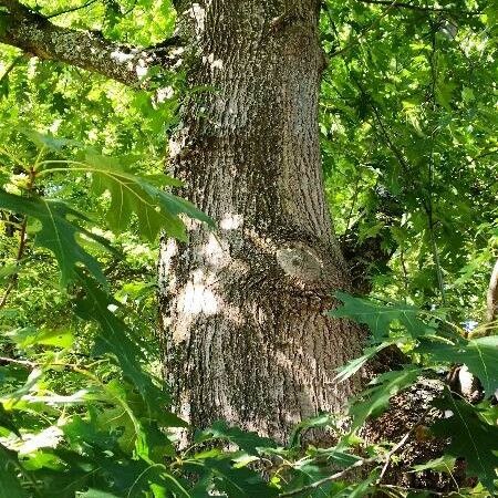 Quercus coccinea Corteccia