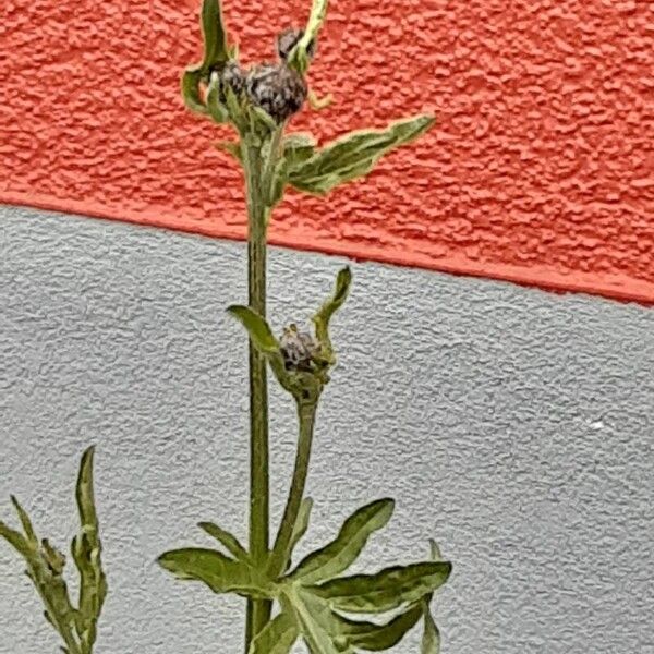 Centaurea scabiosa Virág