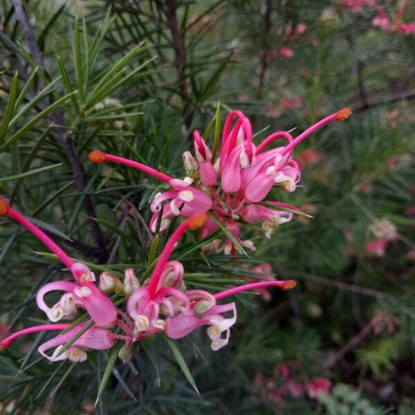 Grevillea rosmarinifolia 花