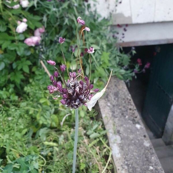 Allium scorodoprasum Flower