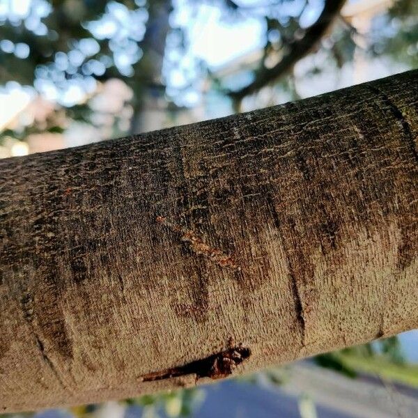 Acacia podalyriifolia Bark