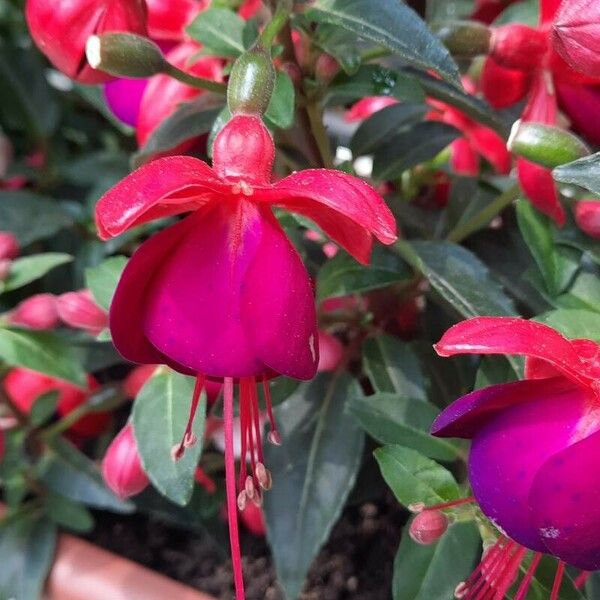 Fuchsia magellanica Floro