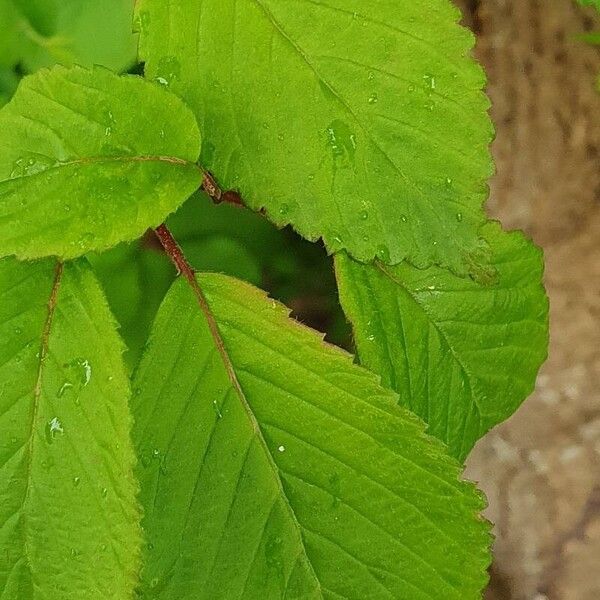 Viburnum plicatum 葉
