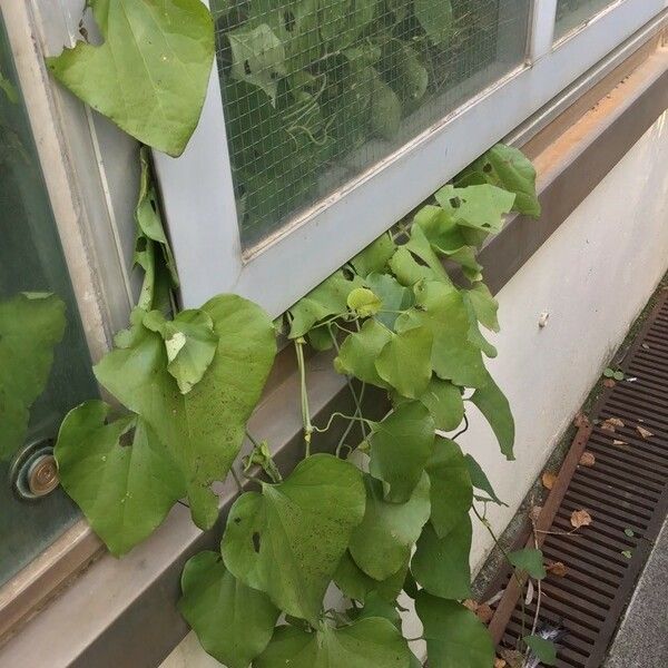 Aristolochia elegans Blatt