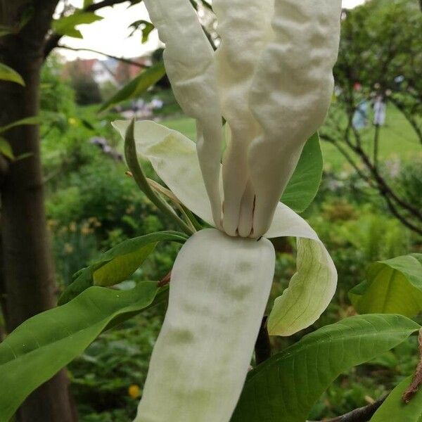 Magnolia tripetala Flower