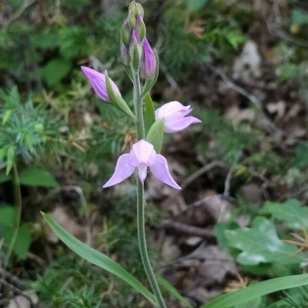 Cephalanthera rubra फूल