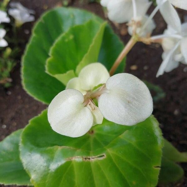 Begonia cucullata Çiçek