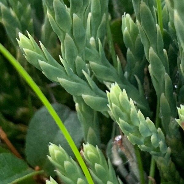 Lycopodium alpinum Blatt