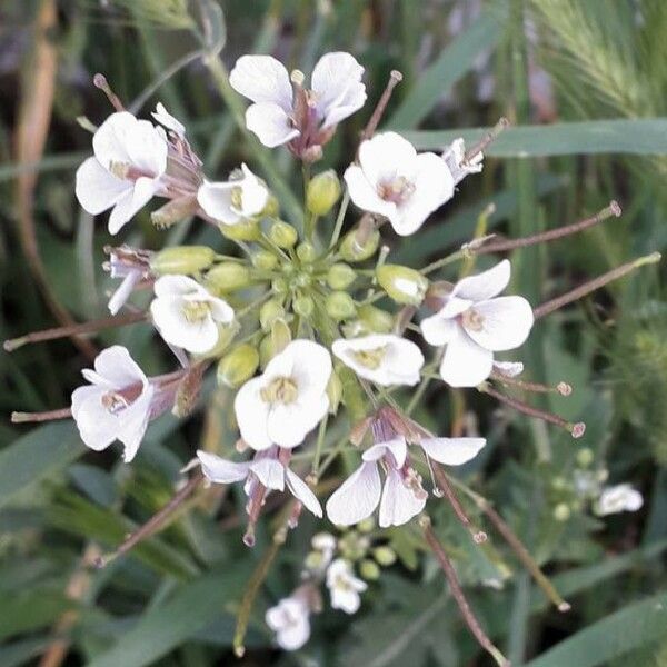 Diplotaxis erucoides Flower