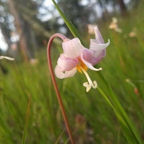 Erythronium revolutum Bloem