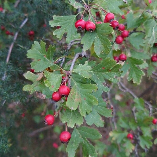 Crataegus rhipidophylla Gyümölcs