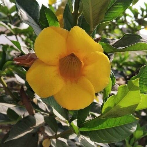 Allamanda schottii Kwiat