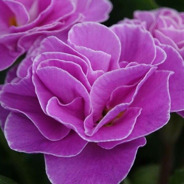 Primula × polyantha Flower