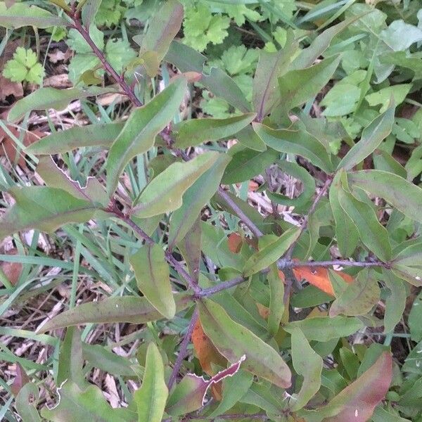 Quercus laurifolia Blad