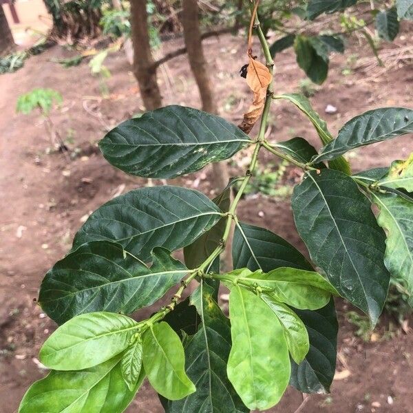 Coffea canephora पत्ता