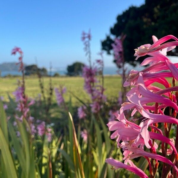 Watsonia borbonica Flower