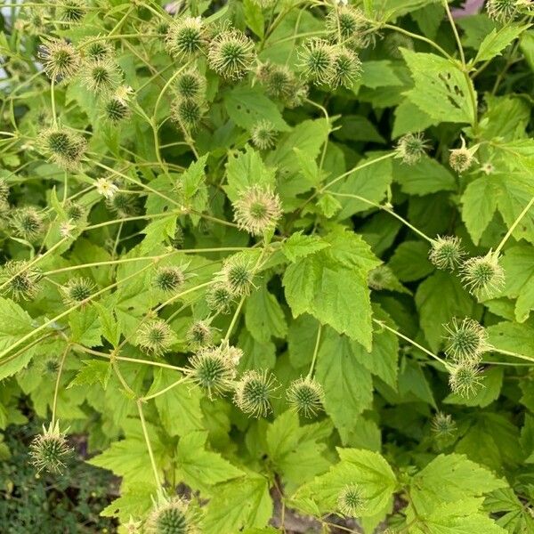 Geum laciniatum Kvet