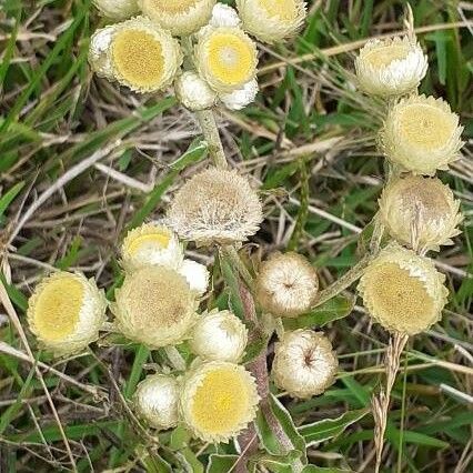 Helichrysum foetidum പുഷ്പം