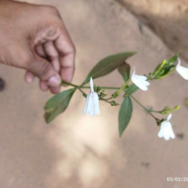 Rhinacanthus nasutus Blüte