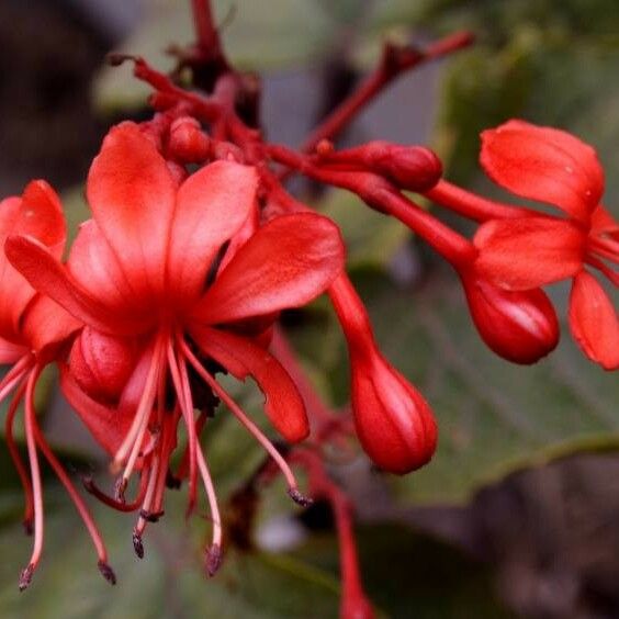 Clerodendrum speciosissimum Цвят