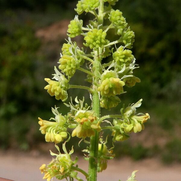 Reseda lutea Flor