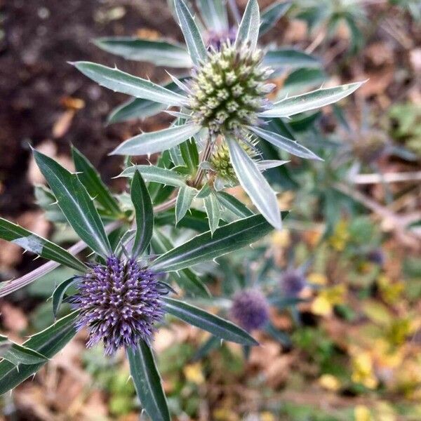 Eryngium campestre 花