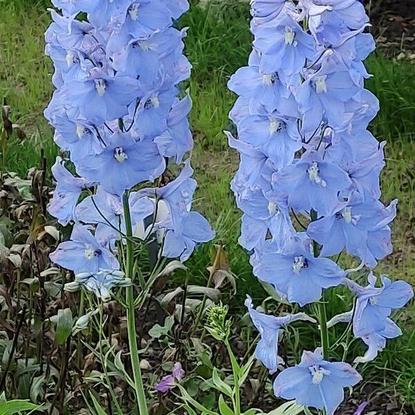 Delphinium elatum 花