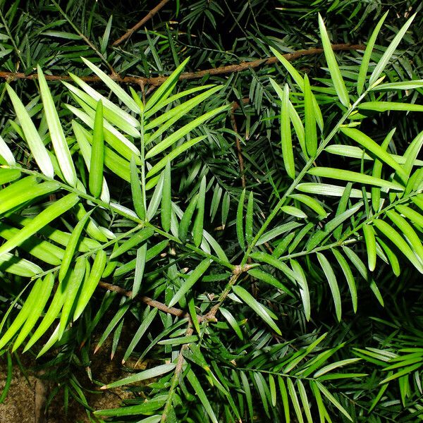 Afrocarpus falcatus Leaf
