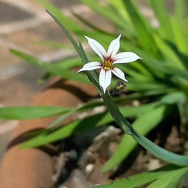 Sisyrinchium micranthum Flower