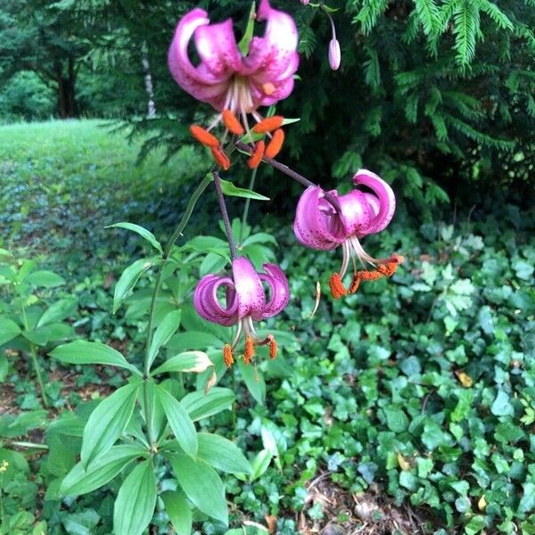 Lilium martagon Λουλούδι