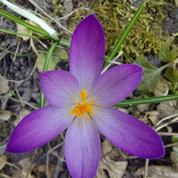 Crocus tommasinianus Žiedas