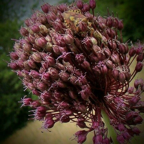 Allium atroviolaceum Kwiat