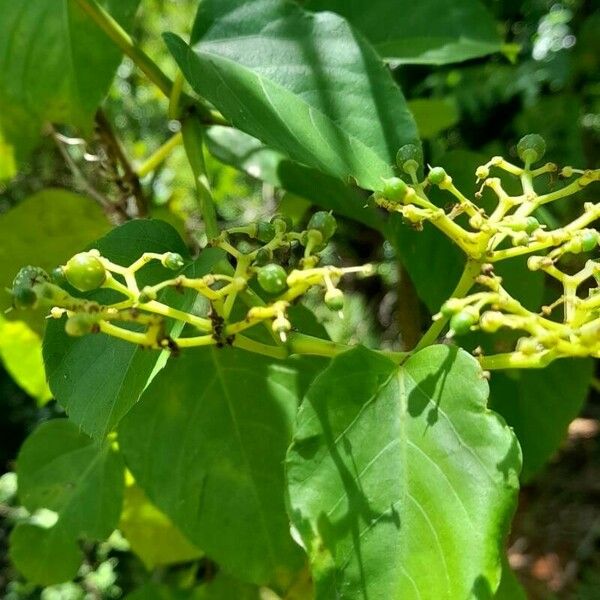 Cissus verticillata Плод