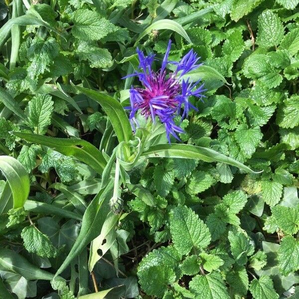 Centaurea triumfettii Kwiat