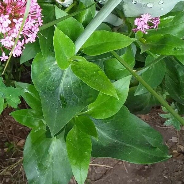 Valeriana rubra 叶