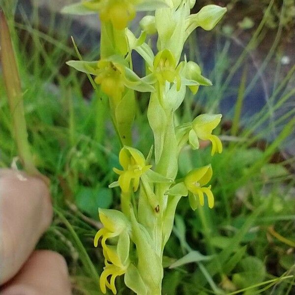 Platanthera aquilonis Cvet